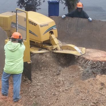 Using a stump grinder to remove a large stump in the state of Washington.
