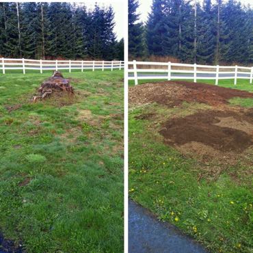 before and after stump service