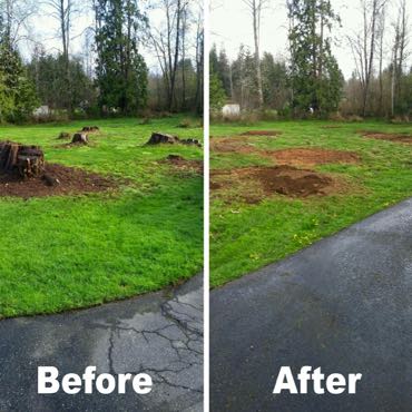 before and after tree service