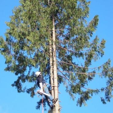Cutting down a tall tree in Redmond