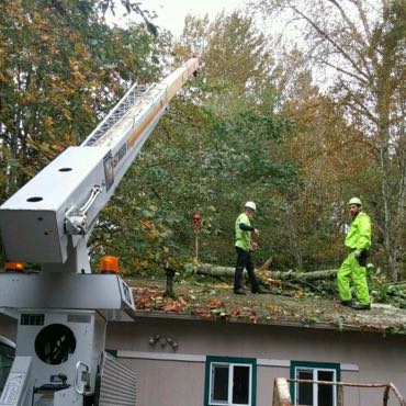 emergency tree removal service