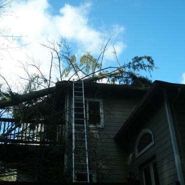 Removing fallen tree from house