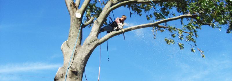 trimming a tree
